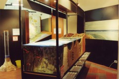 Acquario