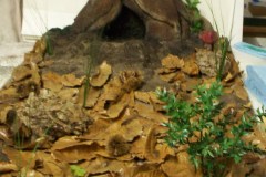 alberi-006